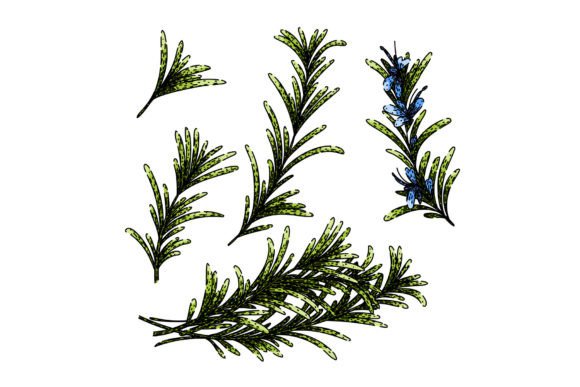 Download Rosemary Set Sketch Hand Drawn Vector - Set Collection