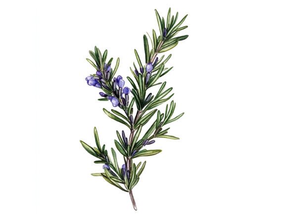 Download 10 Sprig of Rosemary Herbal Clipart Set - Set Collection