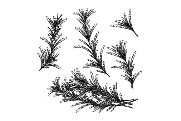 Download Rosemary Set Sketch Hand Drawn Vector - Set Collection