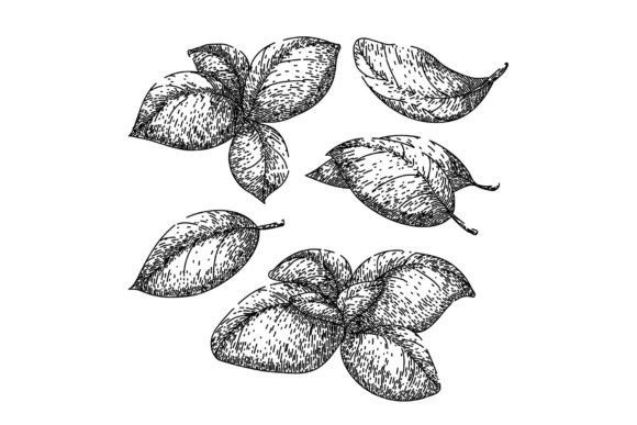Download Basil Leaf Herb Set Sketch Hand Drawn - Set Collection