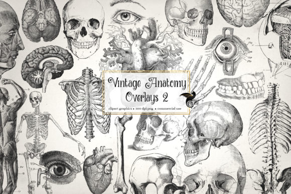 Download Antique Anatomy Overlays Set 2 - Set Collection