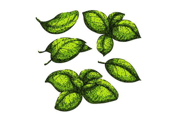 Download Basil Leaf Herb Set Sketch Hand Drawn - Set Collection